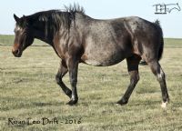 Roan Leo Drift - RIP old girl